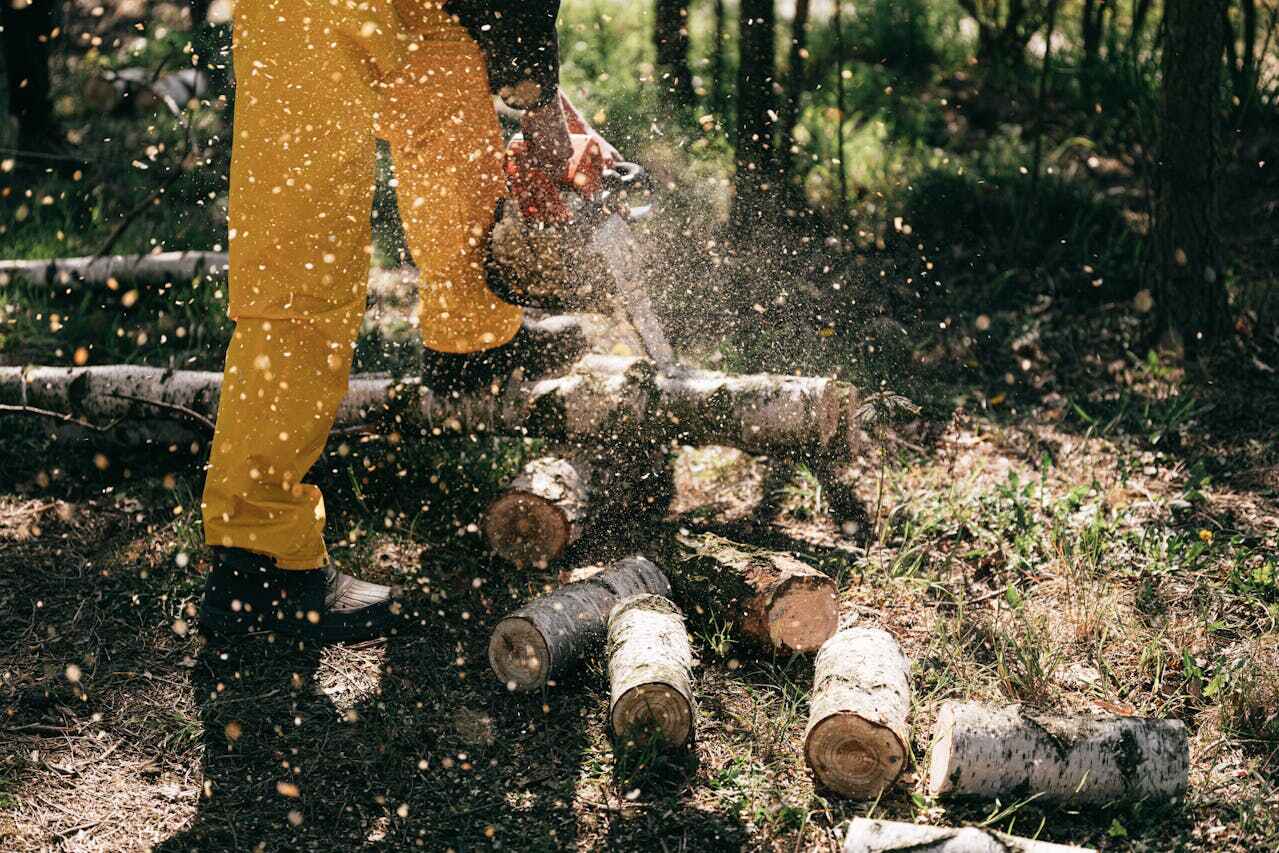 The Steps Involved in Our Tree Care Process in Yankton, SD